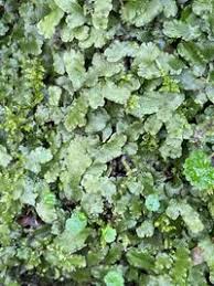 Attēlu rezultāti vaicājumam “Marchantiopsida”