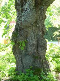 Attēlu rezultāti vaicājumam “Tilia x vulgaris”