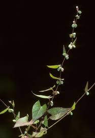Attēlu rezultāti vaicājumam “Fallopia convolvulus”