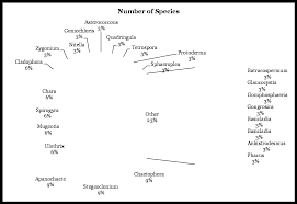 Attēlu rezultāti vaicājumam “Chaetophora pisiformis”