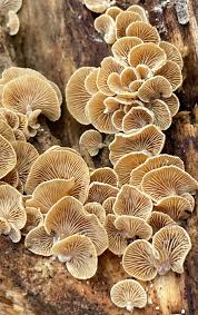 Attēlu rezultāti vaicājumam “Panellus stipticus”