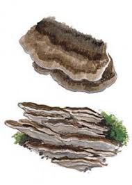 Attēlu rezultāti vaicājumam “Bjerkandera adusta”