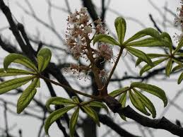 Image result for Tanacetum parthenium 'Tetraweiss'