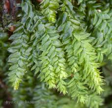 Attēlu rezultāti vaicājumam “Plagiothecium latebricola”