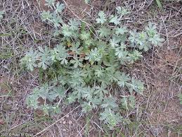 Image result for Potentilla argentea