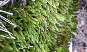 Attēlu rezultāti vaicājumam “Leucodon sciuroides”