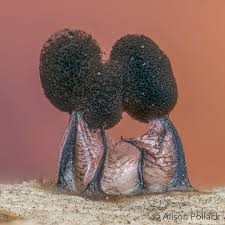 Attēlu rezultāti vaicājumam “Comatricha laxa young”