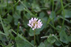 Attēlu rezultāti vaicājumam “Trifolium medium leaf”