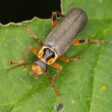 Attēlu rezultāti vaicājumam “Cantharis nigricans”