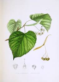 Attēlu rezultāti vaicājumam “Tilia x moltkei”