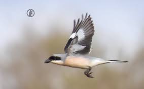 Image result for Lanius minor