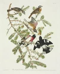 Image result for Pheucticus ludovicianus