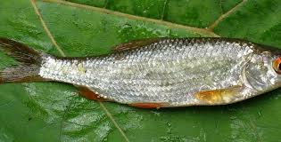 Image result for Rutilus rutilus