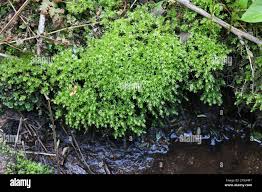 Attēlu rezultāti vaicājumam “Mnium hornum”