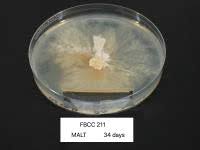 Attēlu rezultāti vaicājumam “Junghuhnia collabens”