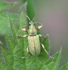 Attēlu rezultāti vaicājumam “Phyllobius”