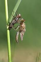 Attēlu rezultāti vaicājumam “Leucorrhinia pectoralis female”