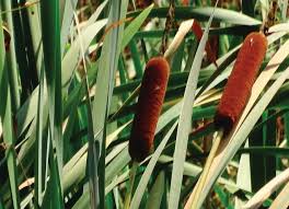 Attēlu rezultāti vaicājumam “Acorus calamus fruit”