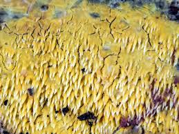 Attēlu rezultāti vaicājumam “Mycoacia fuscoatra”