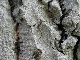 Attēlu rezultāti vaicājumam “Phlyctis agelaea”