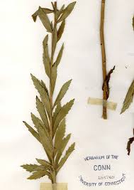 Image result for Leucanthemella serotina