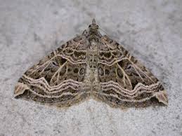 Attēlu rezultāti vaicājumam “Xanthorhoe montanata”