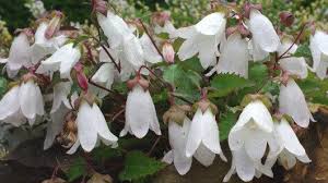 Image result for Campanula formanekiana