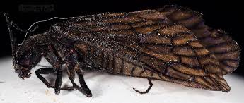 Attēlu rezultāti vaicājumam “Megaloptera”