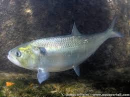 Image result for Alosa fallax