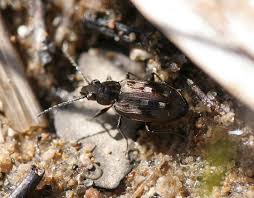 Attēlu rezultāti vaicājumam “Bembidion litorale”