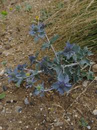 Attēlu rezultāti vaicājumam “Eryngium maritimum”