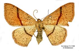 Attēlu rezultāti vaicājumam “Cyclophora punctaria”