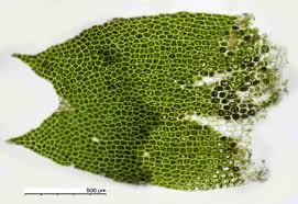 Attēlu rezultāti vaicājumam “Geocalyx graveolens”