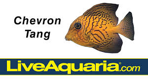 Image result for Ctenochaetus hawaiiensis