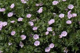 Attēlu rezultāti vaicājumam “Geranium sanguineum”