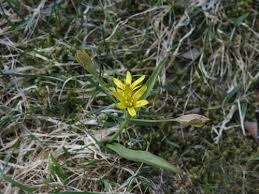 Attēlu rezultāti vaicājumam “Gagea lutea”