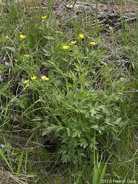 Attēlu rezultāti vaicājumam “Ranunculus mendax”