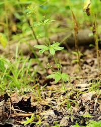 Attēlu rezultāti vaicājumam “Galium triflorum leaf”