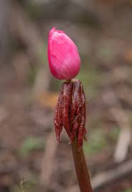 Attēlu rezultāti vaicājumam “Podophyllum hexandrum flower”