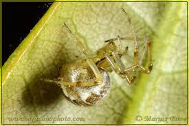 Attēlu rezultāti vaicājumam “Phylloneta sp.”