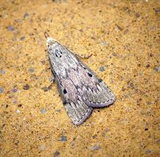 Attēlu rezultāti vaicājumam “Aphomia sociella male”