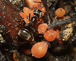 Attēlu rezultāti vaicājumam “Tetraneura ulmi”