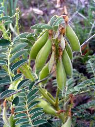 Attēlu rezultāti vaicājumam “Astragalus arenarius fruit”