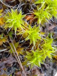 Attēlu rezultāti vaicājumam “Syntrichia virescens”