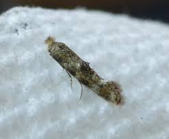 Attēlu rezultāti vaicājumam “Bucculatricidae”