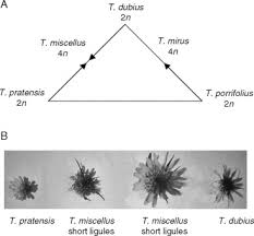 Attēlu rezultāti vaicājumam “Tragopogon heterospermus bud”