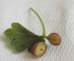 Attēlu rezultāti vaicājumam “Liposthenes glechomae”