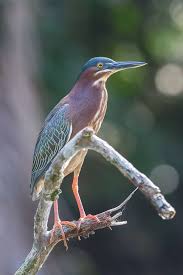 Image result for Butorides virescens