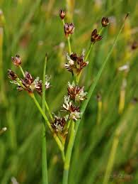 Attēlu rezultāti vaicājumam “Juncus alpinoarticulatus”