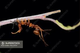 Attēlu rezultāti vaicājumam “Stauropus fagi larva”